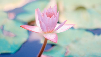 Product image for The Mama Meditations