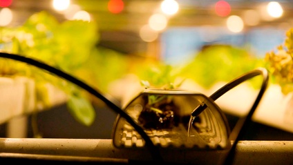 Product image for Hydroponics: A Broad Overview
