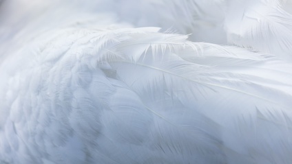 Product image for Understanding The Ministry of Angels 101
