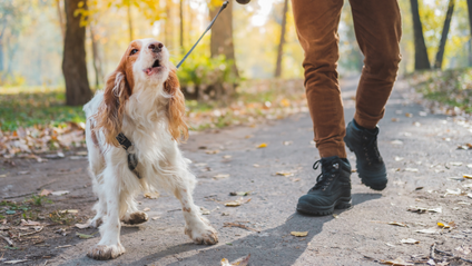 Product image for Dog Training Essentials: All About Barking Workshop