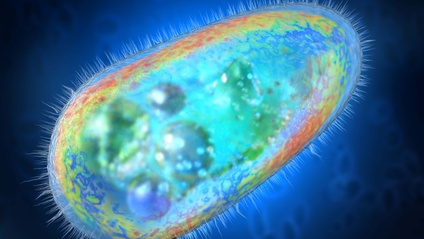 Product image for Functional Gastrointestinal Testing: A Critical Review