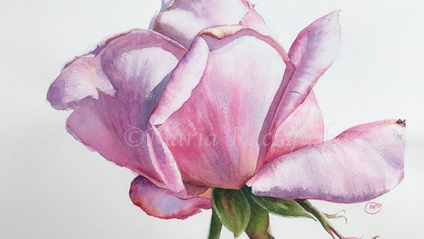 Product image for Watercolor Rose