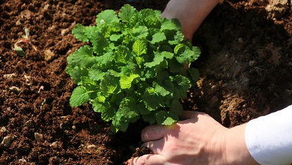 Product image for Avviare una coltivazione di piante officinali