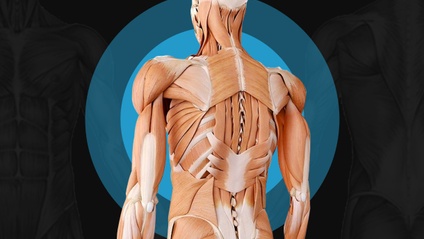 Product image for THE MOVEMENT MUSCLE MANUAL