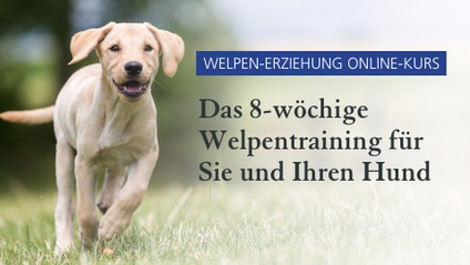 Product image for Welpen-Erziehungkurs