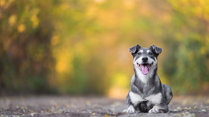 Product image for Intermediate Family Dog Training