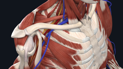 Product image for Rebel Seminar Stream: Anatomy of the Thoracic Outlet
