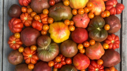 Product image for Growing Epic Tomatoes