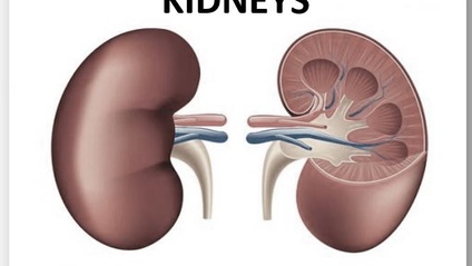 Product image for Chronic Kidney Disease C1032  | 5 Hrs.