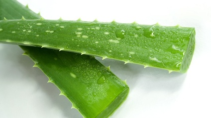 Product image for Avviare una coltivazione di aloe