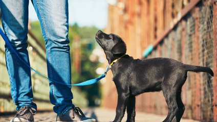 Product image for Puppy Kindergarten