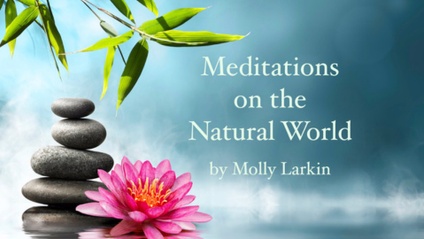 Product image for Meditations on the Natural World