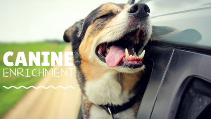 Product image for Intro To Canine Enrichment