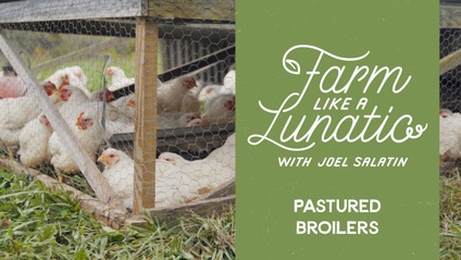 Product image for Pastured Broilers