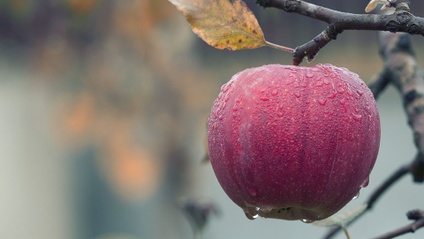 Product image for The Goods on Growing and Pruning Fruit Trees (99min)