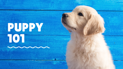 Product image for Puppy 101
