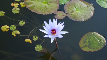 Product image for Hidden Treasure: Kidney Essence & the Water Element