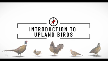 Product image for Learn To Hunt Upland Birds