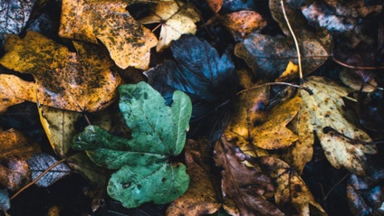 Product image for Composting For Your Garden's Health (60min) - 2020 