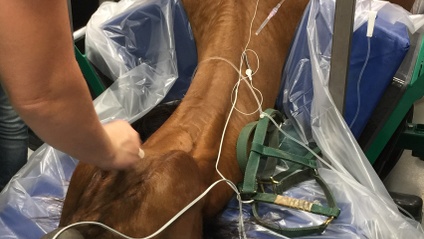 Product image for Practical Field Anesthesia and Monitoring Techniques for the Equine Patient