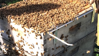 Product image for Swarm Prevention for Your Backyard Beehive in the SF Bay Area