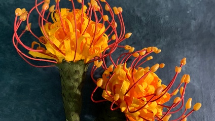 Product image for Pin Cushion Protea