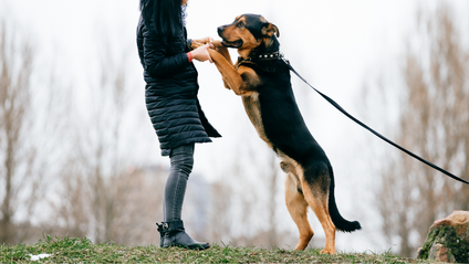 Product image for Dog Essentials: Jumping on People & Counter Surfing