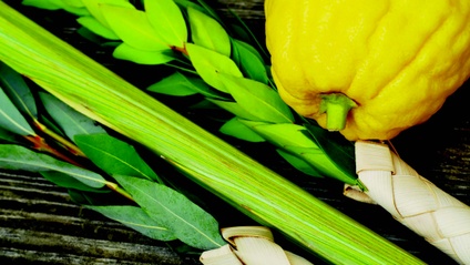 Product image for Arba Minim