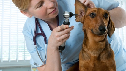 Product image for Veterinary Drug Approval Process and FDA Regulatory Guidance