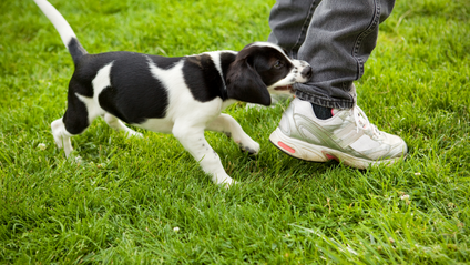 Product image for Puppy Essentials: Nipping & Biting Workshop