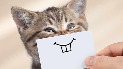 Product image for Small Animal Dentistry for the Everyday Practice