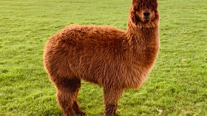 Product image for Avviare un allevamento di alpaca e lama