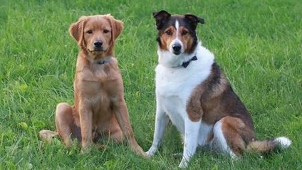 Product image for Pet Trusts