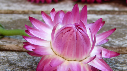 Product image for How to Heal Adrenal Fatigue Naturally