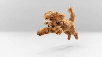 Product image for Pawsome Puppy Course