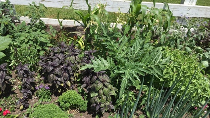 Product image for Beginning Gardener Fundamentals with Joe Lamp'l