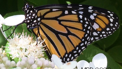 Product image for Metamorphosis