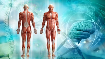 Product image for 25 Hour Anatomy for Movers & Shakers