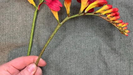Product image for Crocosmia