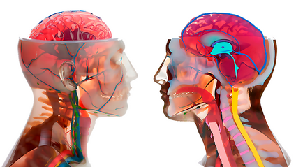 Product image for Curso de Procesamiento 3D de Imágenes Médicas con Mimics