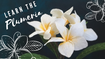 Product image for Paper Plumeria Branch