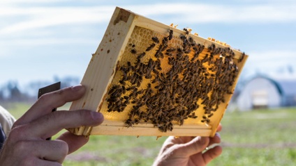 Product image for Hobby Beekeeping