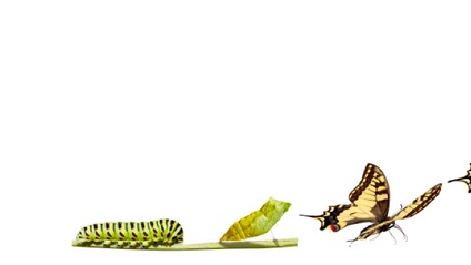 Product image for Small Steps to Big Change