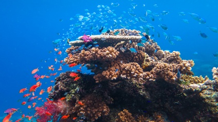 Product image for Coral Reef Ecology