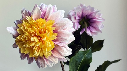 Product image for Dahlia Polka