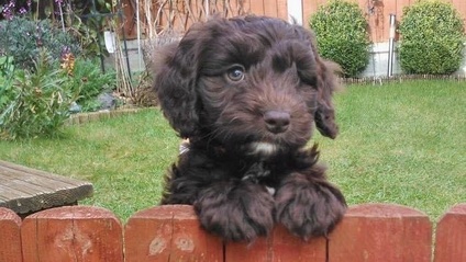 Product image for Puppy Life Skills Masterclass