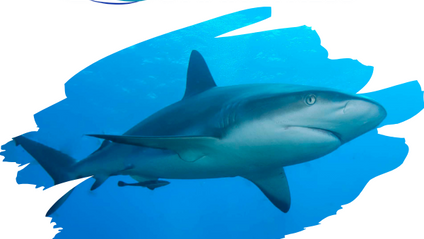 Product image for Reef Shark Coaching Package