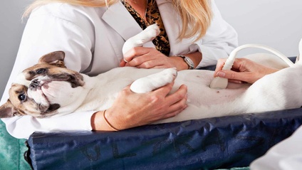 Product image for Soft Tissue Level 1: The Fundamentals
