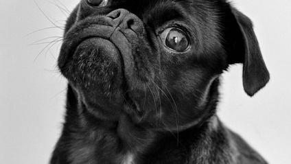 Product image for Introduction to Dogs