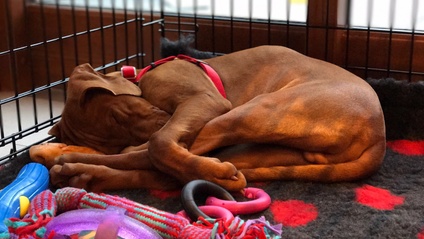 Product image for Peaceful Puppy